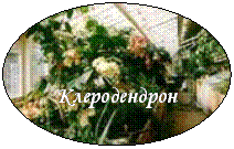 Овал: Клеродендрон
