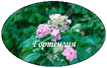 Овал: Гортензия
