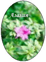Овал: Азалия