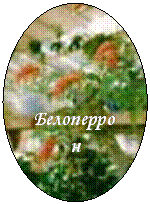 Овал: Белоперрон
