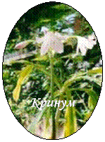 Овал: Кринум
